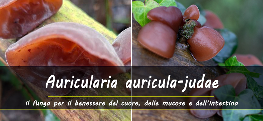 benefici auricularia