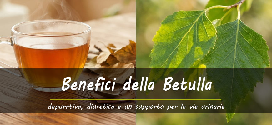benefici foglie di betulla