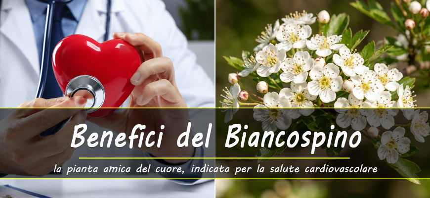 benefici biancospino ipertensione