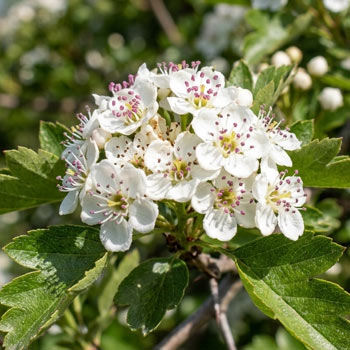 fiori biancospino