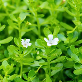 bacopa