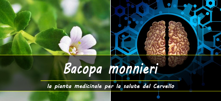 benefici bacopa monnieri cervello