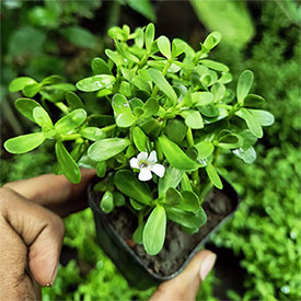 brahmi