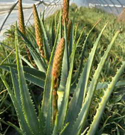 aloe vera glicemia bassa