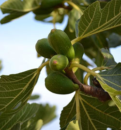 foglie fico ipoglicemizzante