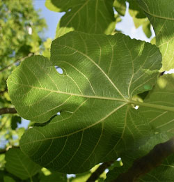fig leaves blood sugar
