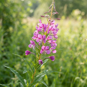 epilobio angustifolium