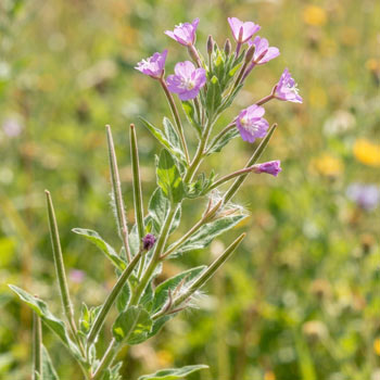 epilobio parviflorum