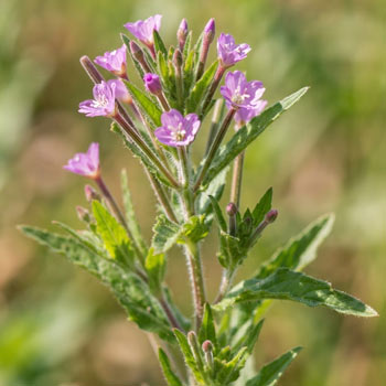epilobio parviflorum pianta
