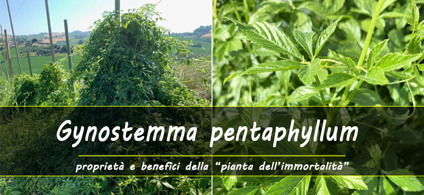 gynostemma proprietà benefici
