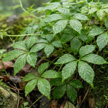 gynostemma pianta foglie
