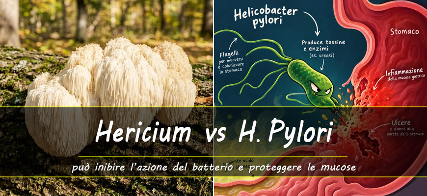 fungo hericium helicobacter pylori