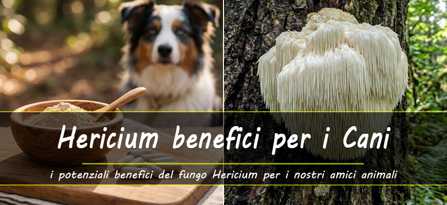 hericium erinaceus salute cani