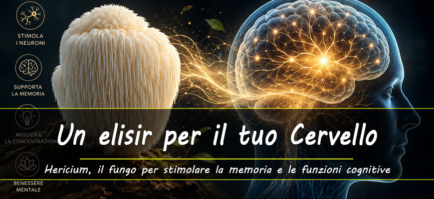 hericium elisir cervello