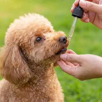 integratore hericium gocce per cani