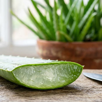 gel aloe vera foglia