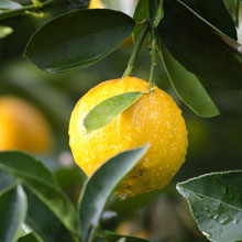 Huile essentielle de Citron