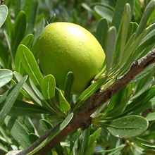 ingredienti olio di argan