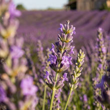lavanda