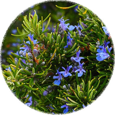 Rosemary