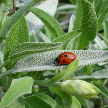 salvia erbedimauro