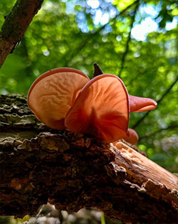 auricularia lassativo naturale