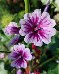 malva regolatore intestinale