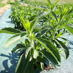 Stevia abbassa pressione