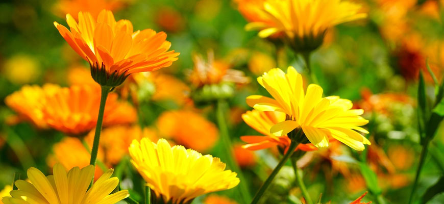 calendula antinfiammatorio