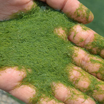 alga klamath
