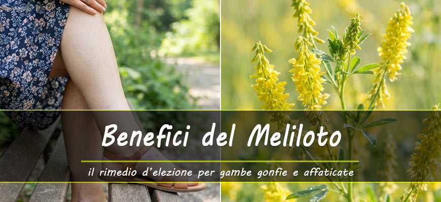 benefici meliloto