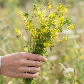 fiori di meliloto