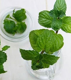tisana alla menta
