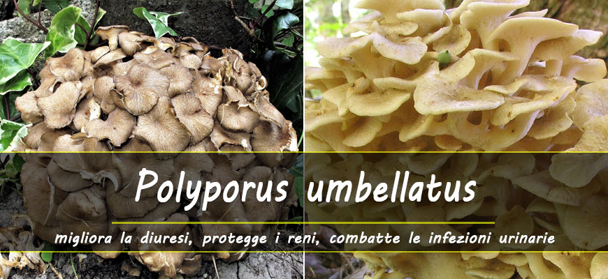 benefici polyporus umbellatus