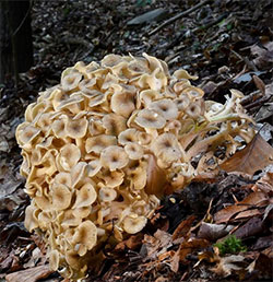 polyporus umbellatus
