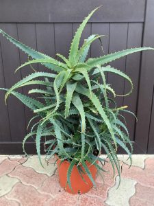 Aloe és prosztatagyulladás kezelése