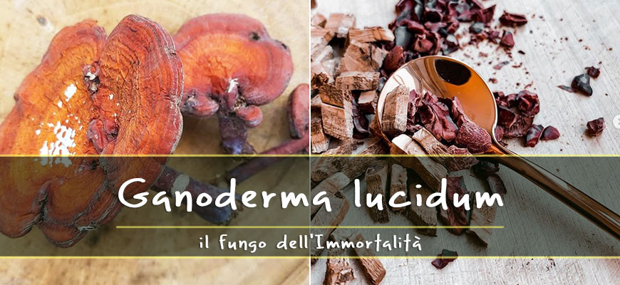 ganoderma lucidum