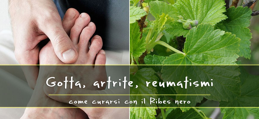 ribes nero gotta reumatismi artrite