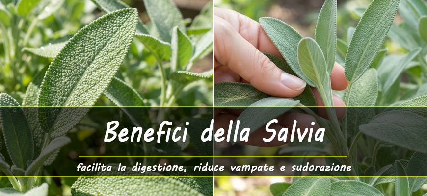 benefici della salvia