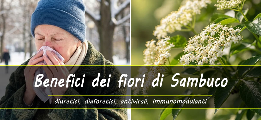 benefici fiori sambuco