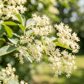 sambuco fiori