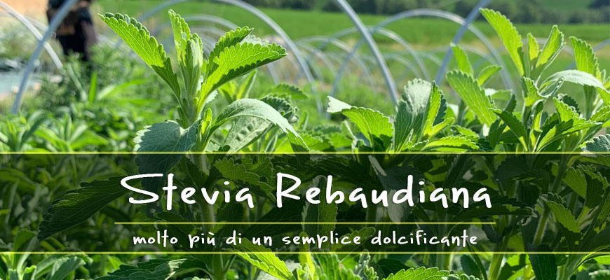 proprietà stevia