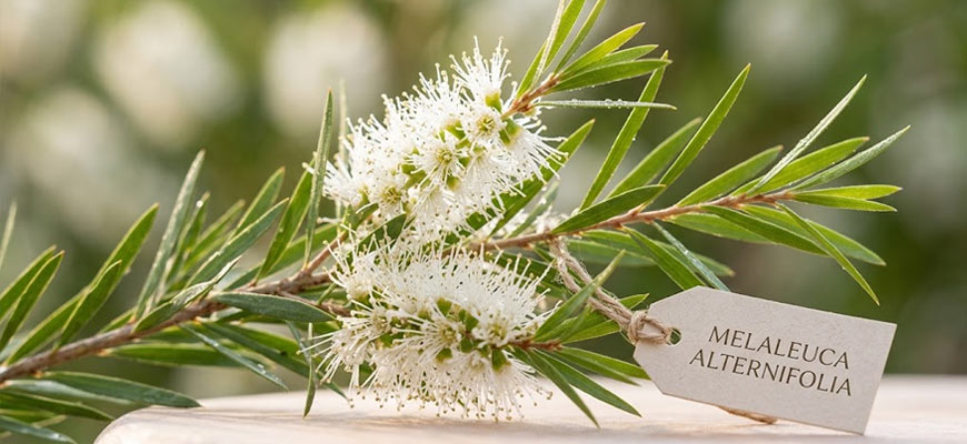 ramo malaleuca alternifolia tea tree
