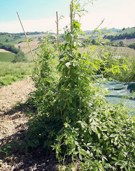 gynostemma coltivazione erbedimauro