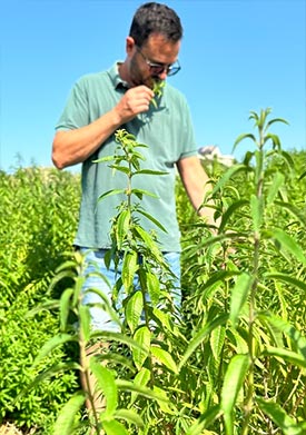 verbena erbe di mauro