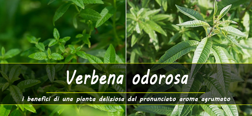 verbena odorosa benefici