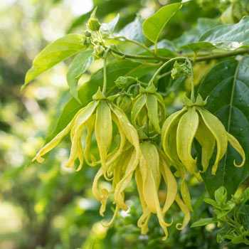 fiori ylang ylang