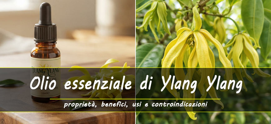 olio essenziale ylang ylang proprietà benefici