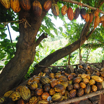cacao