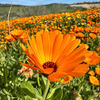 calendula